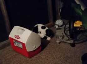 Lost Cat