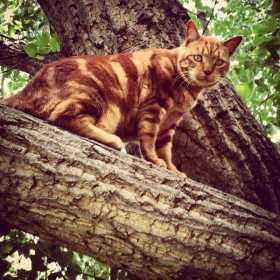 Lost Cat