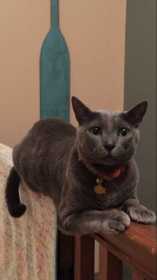 Lost Cat