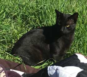 Lost Cat
