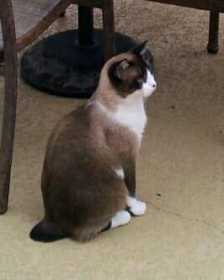 Lost Cat