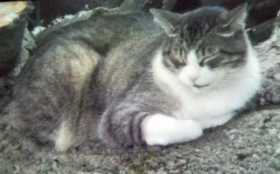 Lost Cat