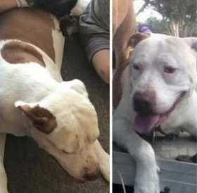 Lost Dog