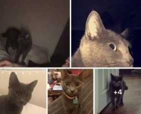 Lost Cat