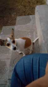 Lost Dog