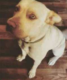 Lost Dog
