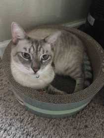 Lost Cat