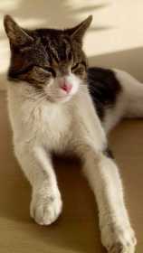 Lost Cat