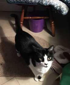 Lost Cat