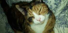 Lost Cat
