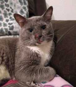 Lost Cat