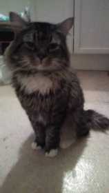 Lost Cat
