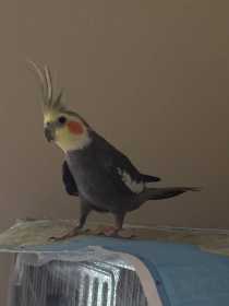 Lost Cockatiel