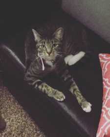 Lost Cat