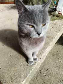 Lost Cat