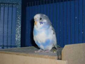 Lost Budgerigar