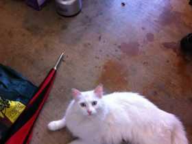 Lost Cat