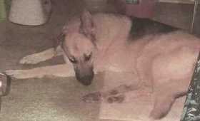 Lost Dog