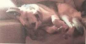 Lost Dog