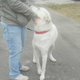 Lost Dog