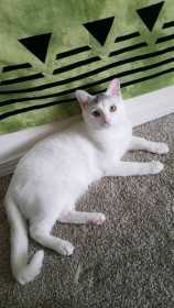 Lost Cat