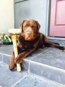 Lost Dog