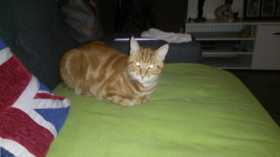 Lost Cat
