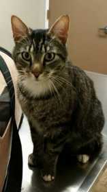 Lost Cat
