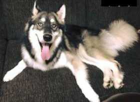 Lost Dog
