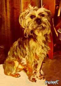 Lost Dog