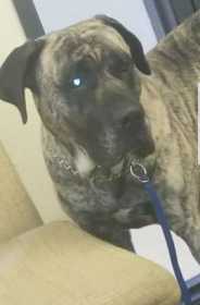 Lost Dog