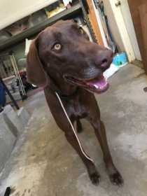 Lost Dog