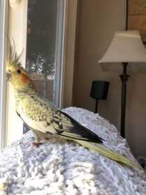 Lost Cockatiel