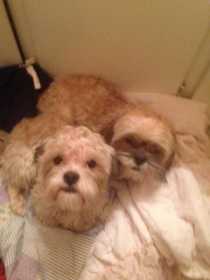 Lost Dog