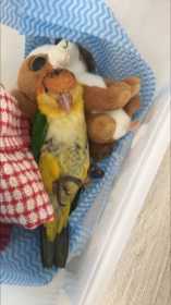 Lost Caique