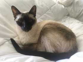Lost Cat