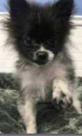 Lost Dog