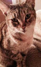 Lost Cat