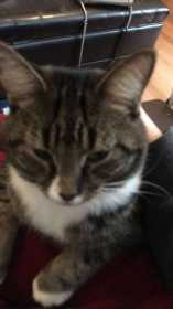Lost Cat
