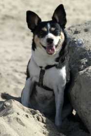 Lost Dog