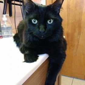 Lost Cat