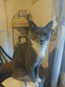 Lost Cat