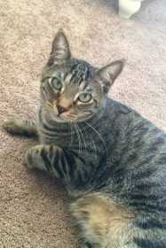 Lost Cat