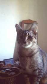 Lost Cat