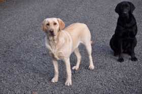Lost Dog