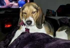 Lost Dog