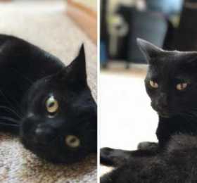 Lost Cat