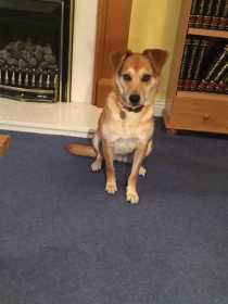 Lost Dog