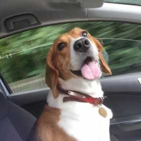 Lost Dog