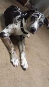 Lost Dog